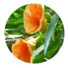 DwarfGiantFarm 200Pcs A Set T. peruviana Seed Proqgf
