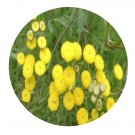 DwarfGiantFarm 200Pcs A Set Tanacetum balsamita Seed Proqgf