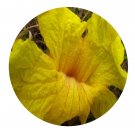 DwarfGiantFarm 200Pcs A Set Tabebuia chrysantha Seed Proqgf