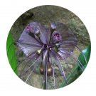DwarfGiantFarm 200Pcs A Set Tacca chantrieri Andre Seed  Proqgf