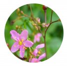 DwarfGiantFarm 200Pcs A Set Talinum paniculatum Seed   Proqgf