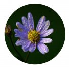 DwarfGiantFarm 200Pcs A Set Tatarian Aster Seed  Proqgf