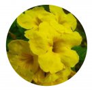 DwarfGiantFarm 200Pcs A Set Tecomaria capensis Seed  Proqgf