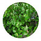 DwarfGiantFarm 200Pcs A Set Terminalia catappa Seed  Proqgf