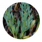 DwarfGiantFarm 200Pcs A Set Thermopsis smithiana Pet.-Stib Seed  Proqgf