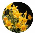 DwarfGiantFarm 200Pcs A Set Thladiantha capitata Cogn Seed  Proqgf