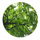 DwarfGiantFarm 200Pcs A Set Terminalia chebula Seed  Proqgf
