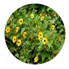 DwarfGiantFarm 200Pcs A Set Thunbergia alata Seed  Proqgf