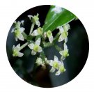 DwarfGiantFarm 200Pcs A Set Tetrastigma hemsleyanum Seed  Proqgf