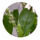 DwarfGiantFarm 200Pcs A Set Terminalia mantaly Seed Proqgf