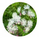DwarfGiantFarm 200Pcs A Set Thalictrum aquilegifolium sibiricum Seed Proqgf