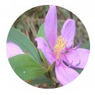 DwarfGiantFarm 200Pcs A Set Tibouchina semidecandra Seed  Proqgf