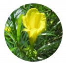 DwarfGiantFarm 200Pcs A Set Thevetia peruviana Seed  Proqgf