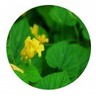 DwarfGiantFarm 200Pcs A Set Thladiantha dubia Seed  Proqgf