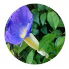 DwarfGiantFarm 200Pcs A Set Thunbergia erecta Seed   Proqgf