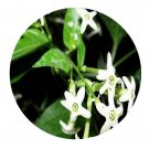 DwarfGiantFarm 200Pcs A Set Telosma cordata Seed   Proqgf