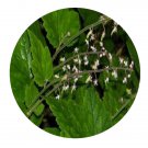 DwarfGiantFarm 200Pcs A Set Tiarella polyphylla Seed   Proqgf