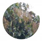DwarfGiantFarm 200Pcs A Set Tectona grandis Seed Proqgf