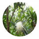 DwarfGiantFarm 200Pcs A Set Syzygium fluviatile Seed Proqgf