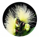 DwarfGiantFarm 200Pcs A Set Syzygium jambos Alston Seed Proqgf