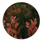 DwarfGiantFarm 200Pcs A Set Syzygium grijsii Seed Proqgf
