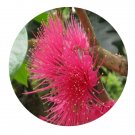 DwarfGiantFarm 200Pcs A Set Syzygium malaccensePerry Seed  Proqgf