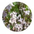 DwarfGiantFarm 200Pcs A Set Syringa oblata Seed  Proqgf