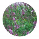 DwarfGiantFarm 200Pcs A Set Syringa chinensis Seed Proqgf