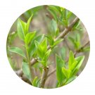 DwarfGiantFarm 200Pcs A Set Syringa persica Seed Proqgf