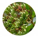 DwarfGiantFarm 200Pcs A Set Syringa wolfi Seed  Proqgf