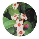 DwarfGiantFarm 200Pcs A Set Strophanthus gratus Seed Proqgf