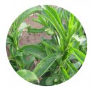 DwarfGiantFarm 200Pcs A Set Stevia rebaudiana Seed Proqgf