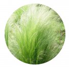 DwarfGiantFarm 200Pcs A Set Stipa tenuissima Seed Proqgf