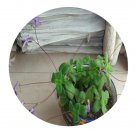 DwarfGiantFarm 200Pcs A Set Streptocarpus Seed Proqgf