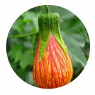 DwarfGiantFarm 200Pcs A Set Striped Abutilon Chinese Lantern Seed Proqgf