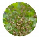 DwarfGiantFarm 200Pcs A Set Syringa velutina Seed  Proqgf