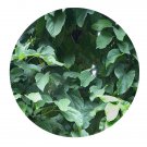 DwarfGiantFarm 200Pcs A Set Sterculia hainanensi Seed Proqgf