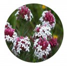 DwarfGiantFarm 200Pcs A Set Stellera chamaejasma Seed Proqgf
