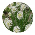 DwarfGiantFarm 200Pcs A Set Stellera chamaejasme Seed Proqgf