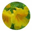 DwarfGiantFarm 200Pcs A Set Stenolobium stans Seed Proqgf