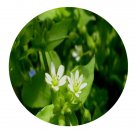 DwarfGiantFarm 200Pcs A Set Stellaria chinensis Regel Seed   Proqgf