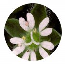 DwarfGiantFarm 200Pcs A Set Stellaria media Seed   Proqgf