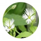 DwarfGiantFarm 200Pcs A Set Stellaria radians Seed   Proqgf