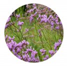 DwarfGiantFarm 200Pcs A Set Limonium gmelinii Seed    Proqgf