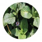 DwarfGiantFarm 200Pcs A Set Limnophila rugosa Seed    Proqgf