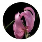 DwarfGiantFarm 200Pcs A Set Lilium cernuum Komar Seed    Proqgf