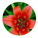 DwarfGiantFarm 200Pcs A Set Lilium dauricum Seed  Proqgf