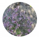DwarfGiantFarm 200Pcs A Set Limonium bicolor Seed  Proqgf