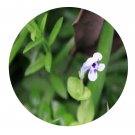 DwarfGiantFarm 200Pcs A Set Lindernia nummularifolia Seed  Proqgf
