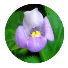 DwarfGiantFarm 200Pcs A Set Lindernia ruellioides Seed Proqgf